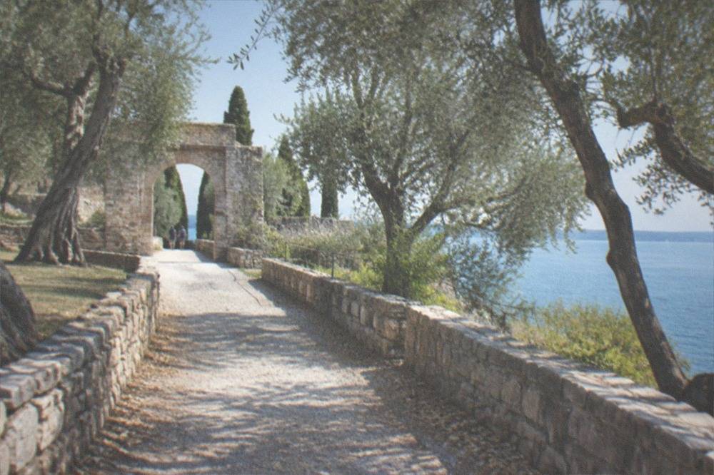 A flat lane lined with olive trees leading toward a stone villa entrance gate